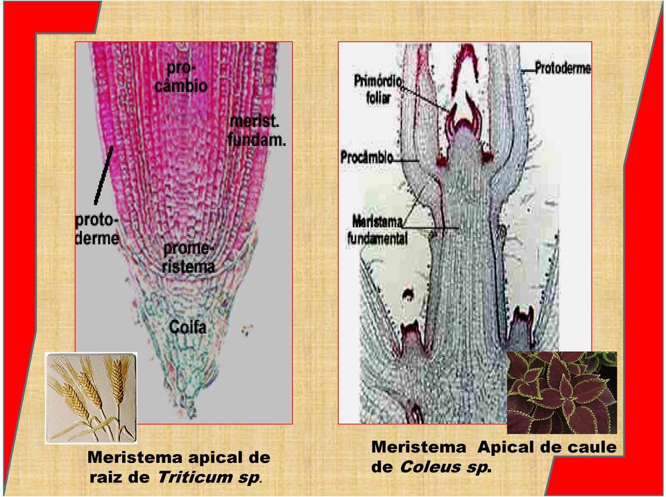 Meristema Apical de