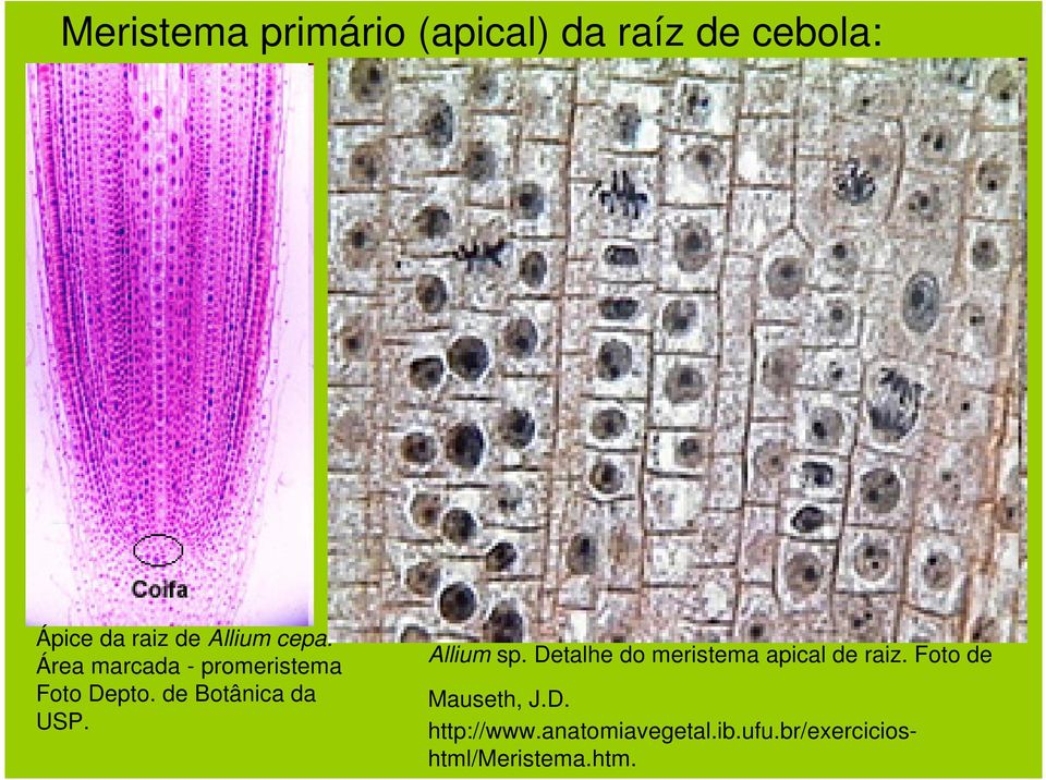 de Botânica da USP. Allium sp. Detalhe do meristema apical de raiz.