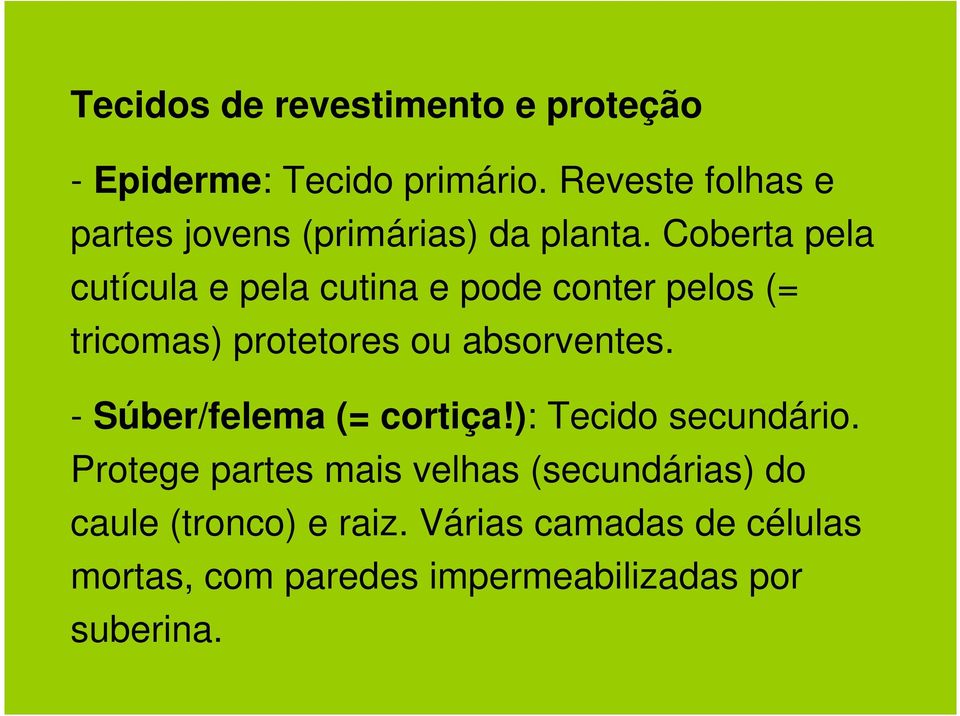 Coberta pela cutícula e pela cutina e pode conter pelos (= tricomas) protetores ou absorventes.