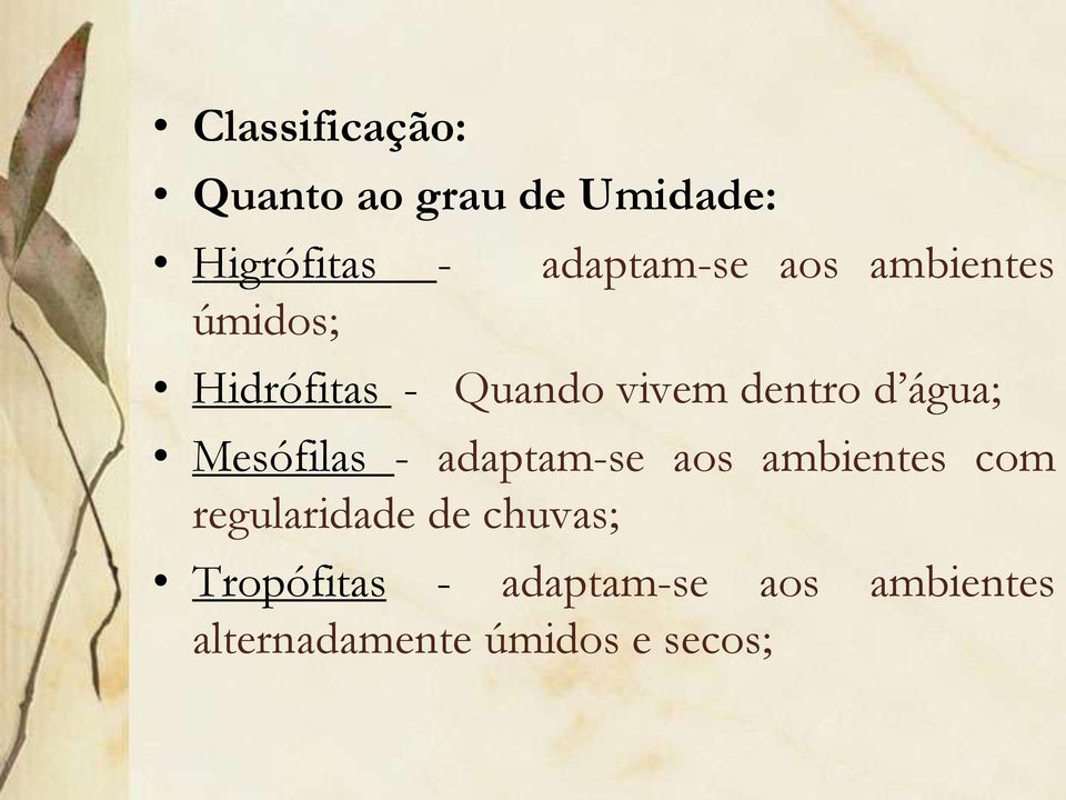 Mesófilas - adaptam-se aos ambientes com regularidade de chuvas;