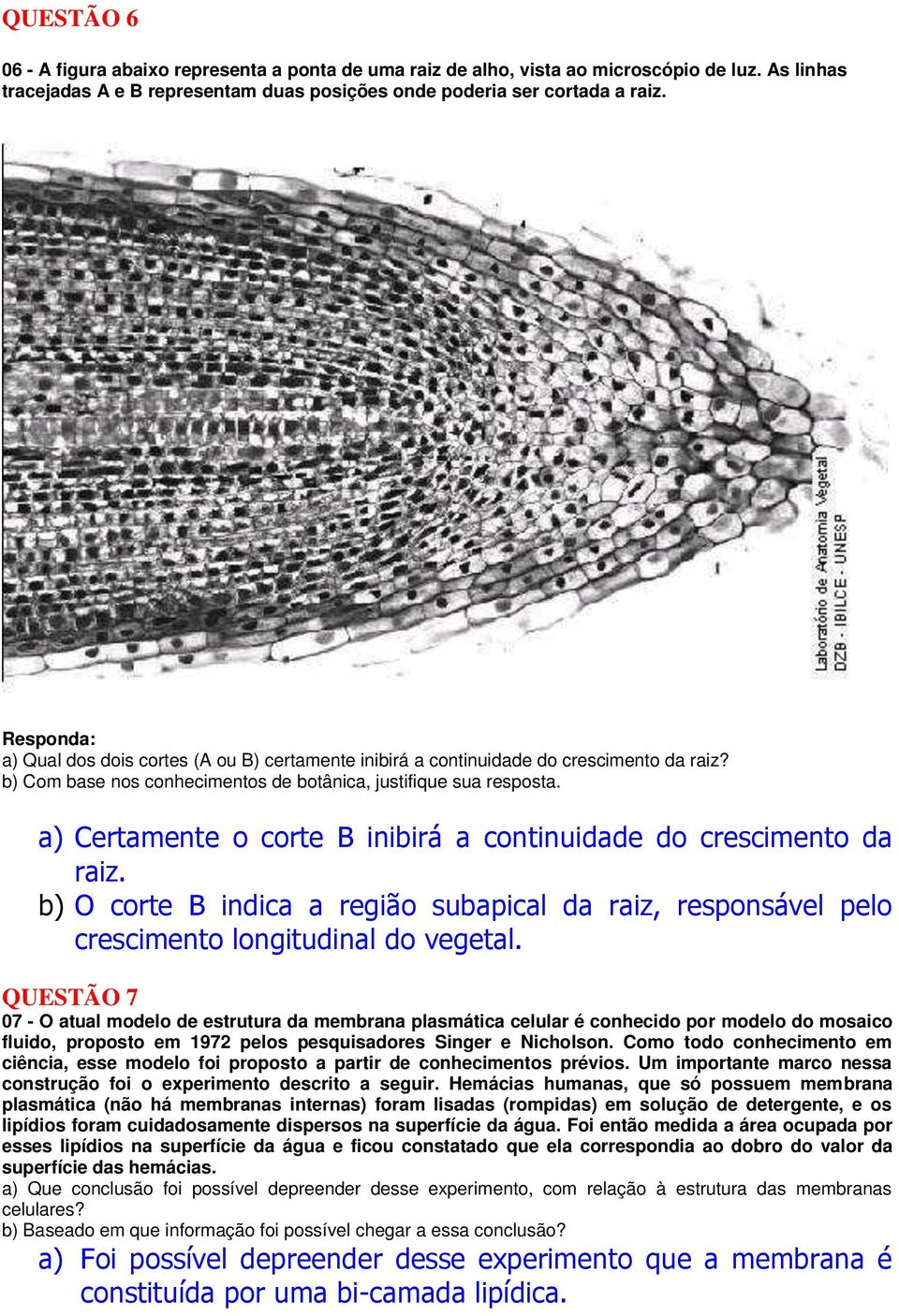 a) Certamente o corte B inibirá a continuidade do crescimento da raiz. b) O corte B indica a região subapical da raiz, responsável pelo crescimento longitudinal do vegetal.