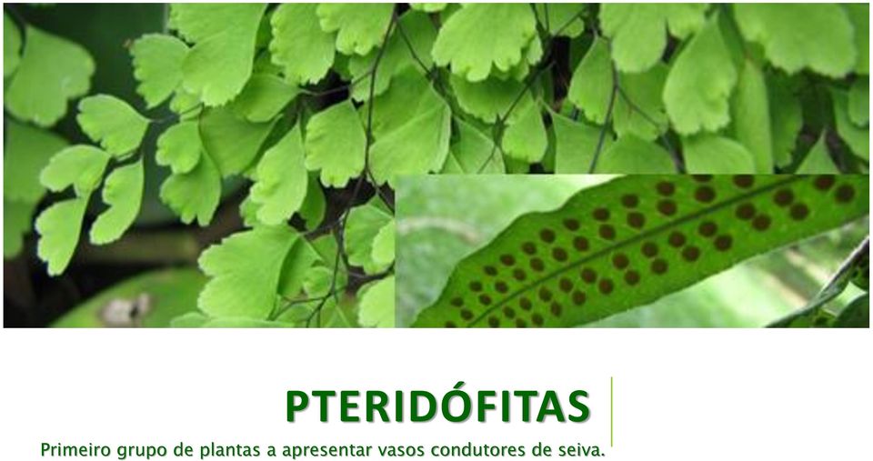 plantas a