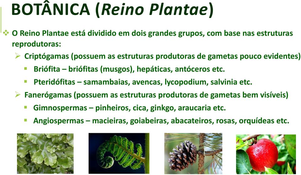 etc. Pteridófitas samambaias, avencas, lycopodium, salvinia etc.