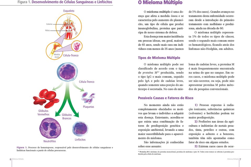 tipo de célula que produz imunoglobulina, proteína que participa de nosso sistema de defesa.