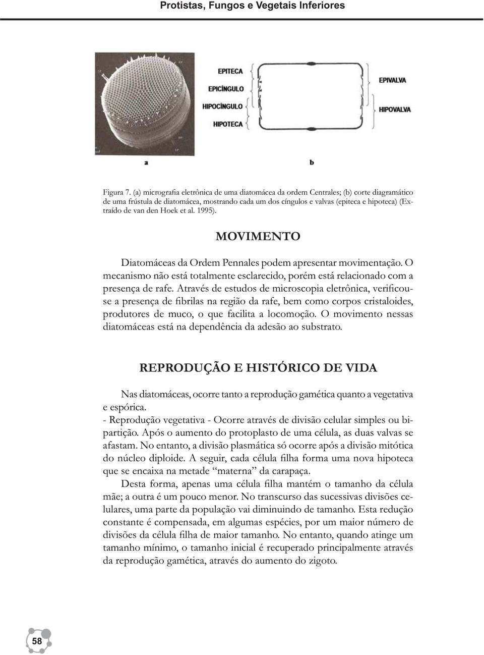 den Hoek et al. 1995). MOVIMENTO Diatomáceas da Ordem Pennales podem apresentar movimentação. O mecanismo não está totalmente esclarecido, porém está relacionado com a presença de rafe.