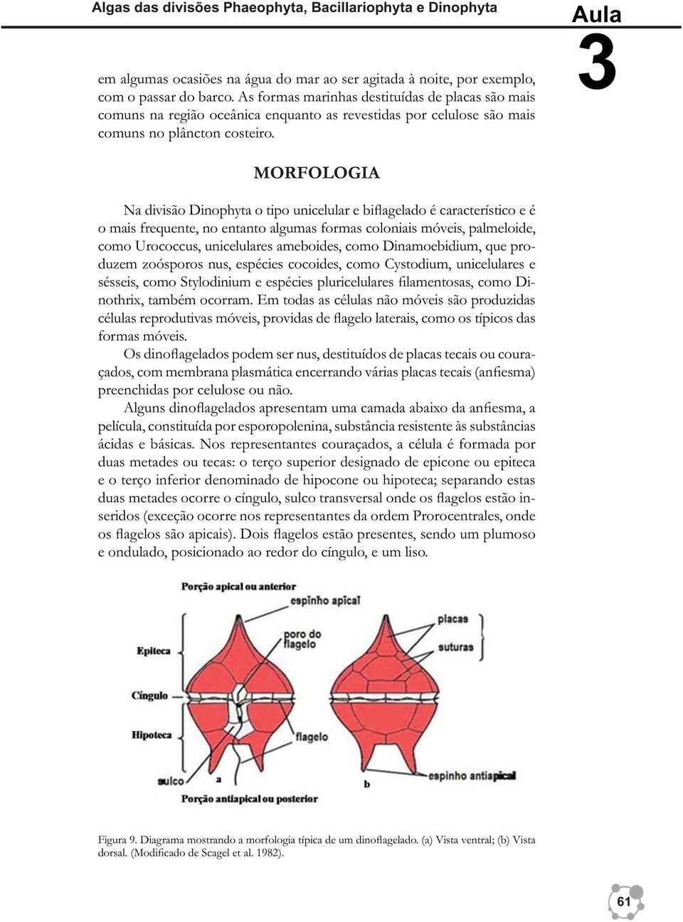 MORFOLOGIA Na divisão Dinophyta o tipo unicelular e biflagelado é característico e é o mais frequente, no entanto algumas formas coloniais móveis, palmeloide, como Urococcus, unicelulares ameboides,