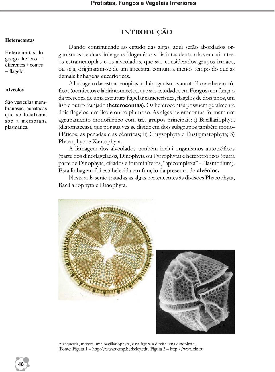 INTRODUÇÃO Dando continuidade ao estudo das algas, aqui serão abordados organismos de duas linhagens filogenéticas distintas dentro dos eucariontes: os estramenópilas e os alveolados, que são