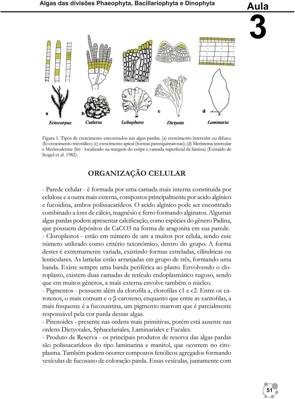 camada superficial da lâmina) (Extraído de Scagel et al. 1982).