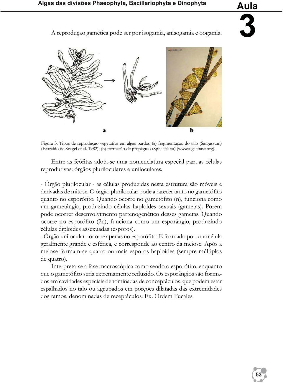 Entre as feófitas adota-se uma nomenclatura especial para as células reprodutivas: órgãos pluriloculares e uniloculares.