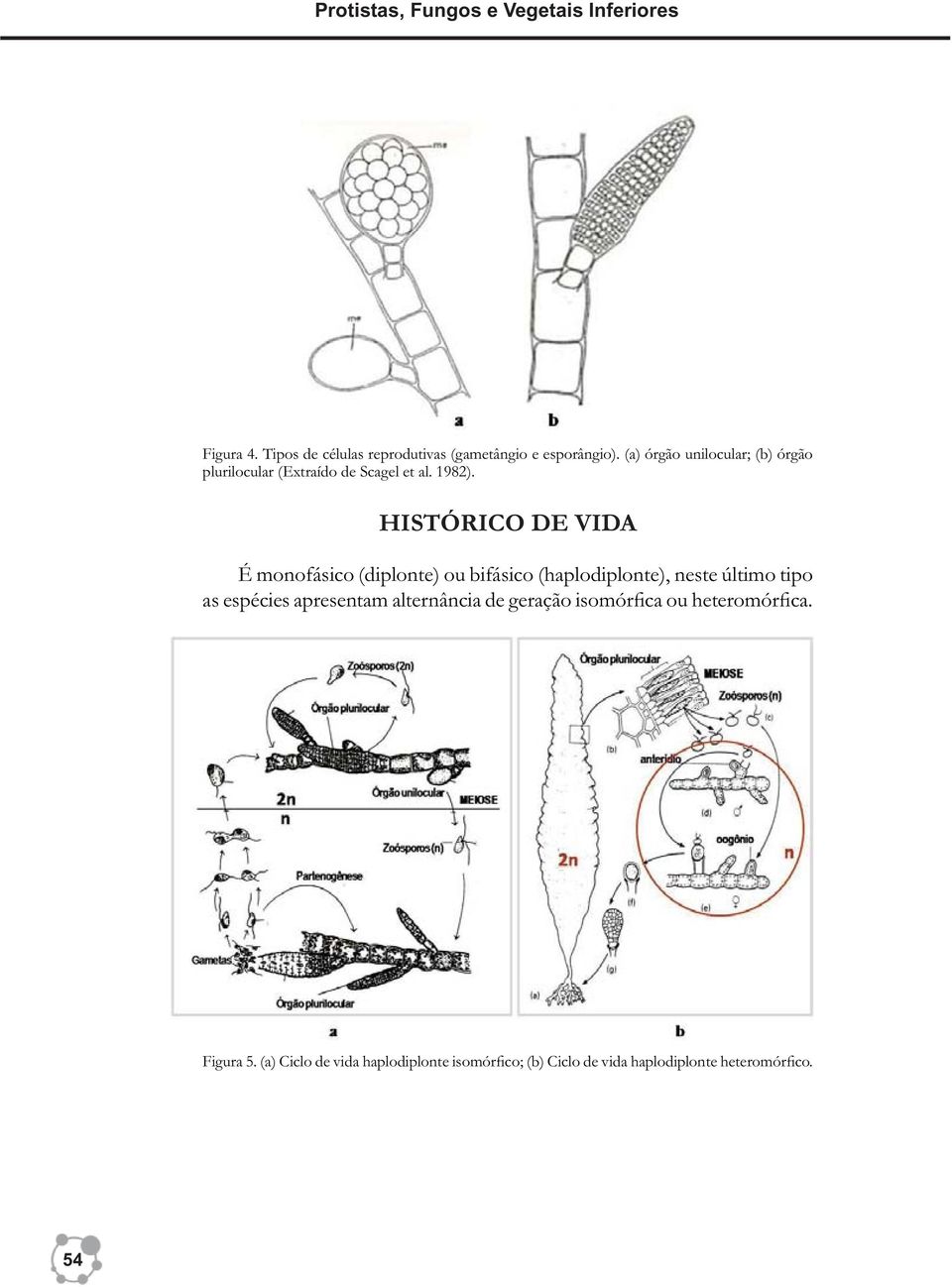 HISTÓRICO DE VIDA É monofásico (diplonte) ou bifásico (haplodiplonte), neste último tipo as espécies apresentam