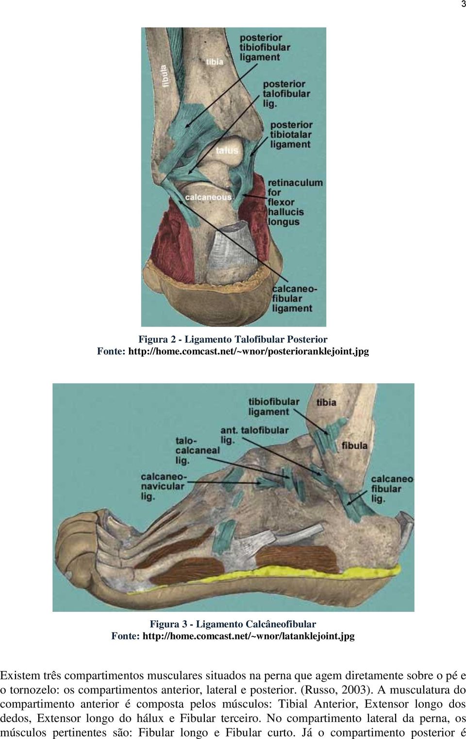 jpg Existem três compartimentos musculares situados na perna que agem diretamente sobre o pé e o tornozelo: os compartimentos anterior, lateral e posterior.