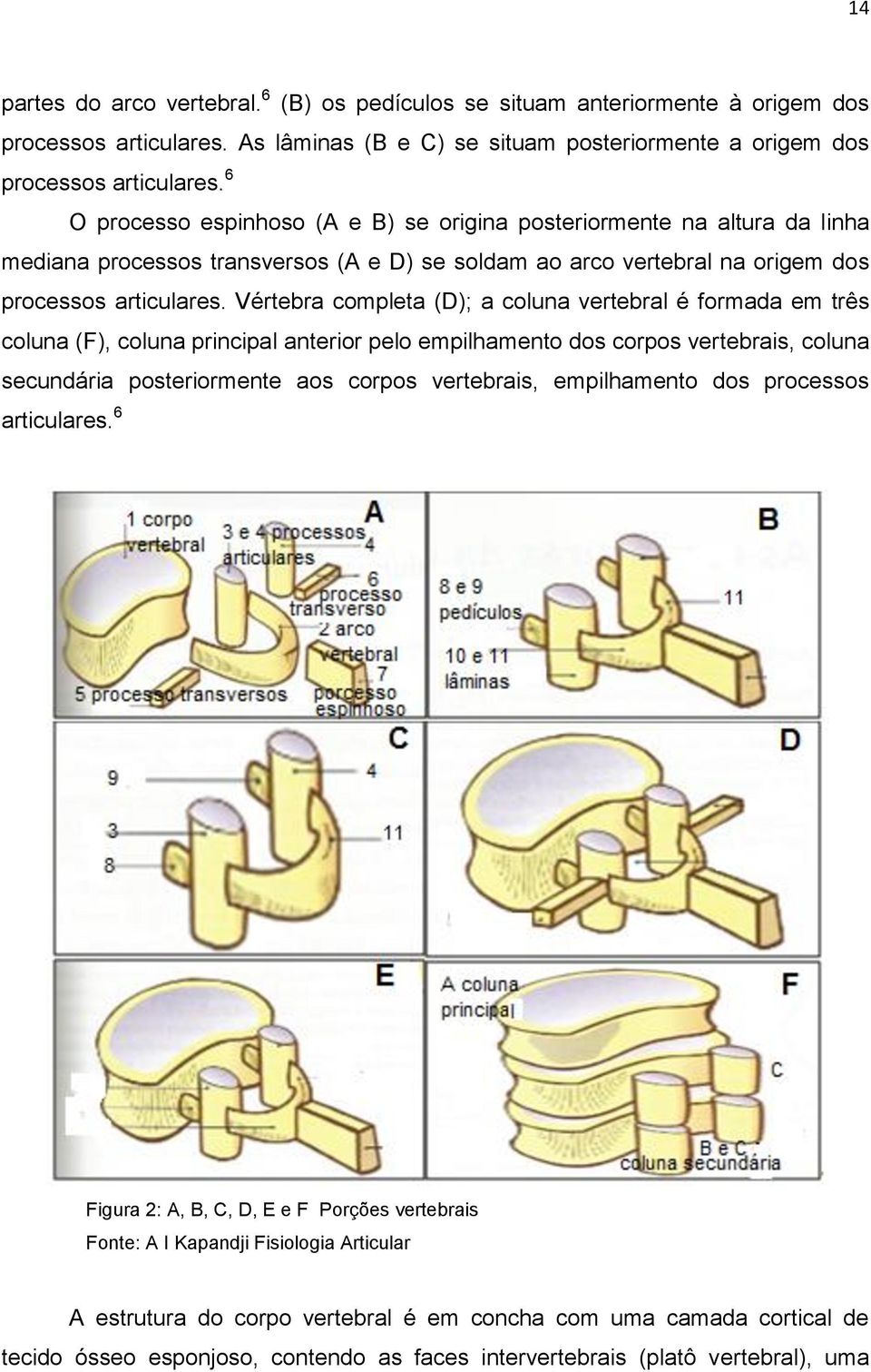 Vértebra completa (D); a coluna vertebral é formada em três coluna (F), coluna principal anterior pelo empilhamento dos corpos vertebrais, coluna secundária posteriormente aos corpos vertebrais,