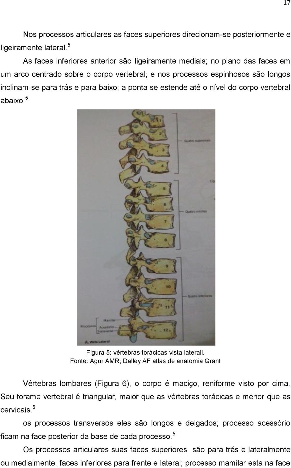 ponta se estende até o nível do corpo vertebral abaixo. 5 Figura 5: vértebras torácicas vista laterall.