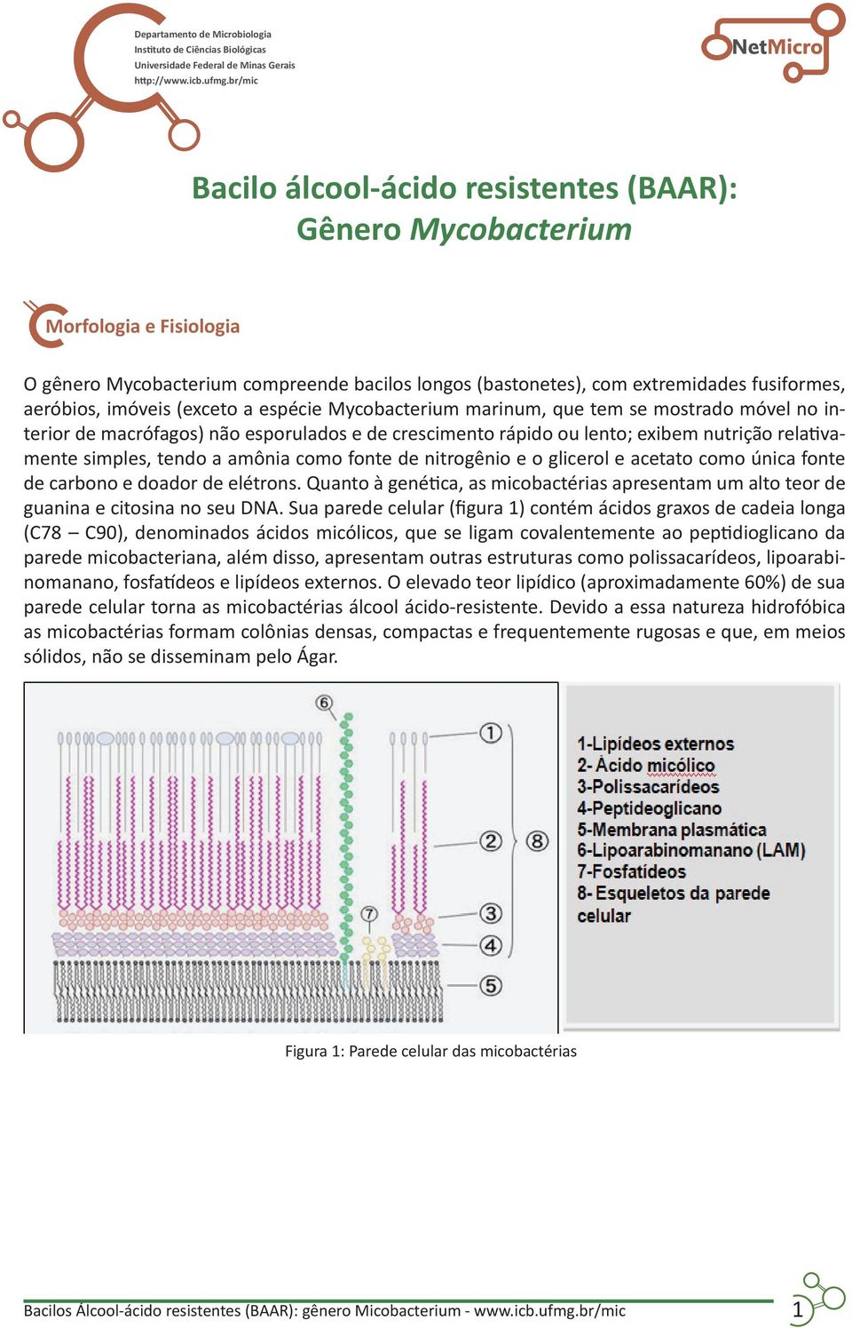 imóveis (exceto a espécie Mycobacterium marinum, que tem se mostrado móvel no interior de macrófagos) não esporulados e de crescimento rápido ou lento; exibem nutrição relativamente simples, tendo a