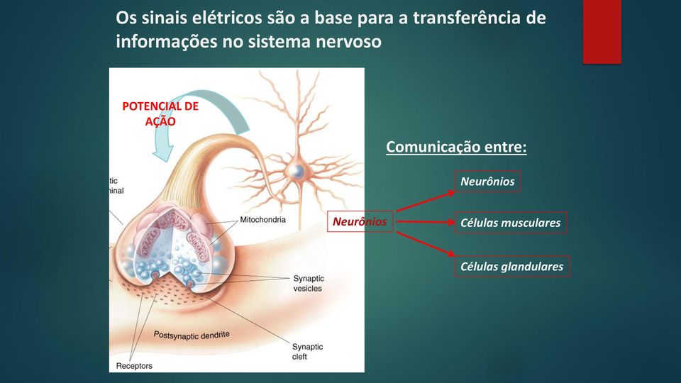 nervoso POTENCIAL DE AÇÃO Comunicação entre: