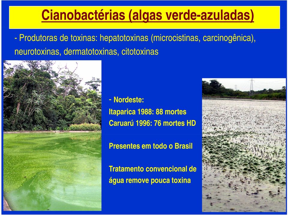 dermatotoxinas, citotoxinas - Nordeste: Itaparica 1988: 88 mortes Caruarú