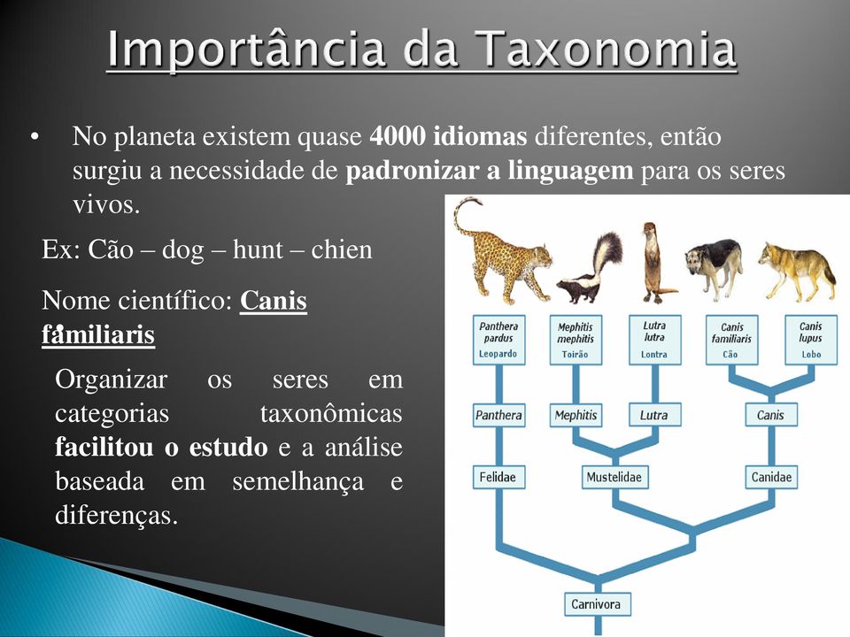 Ex: Cão dog hunt chien Nome científico: Canis familiaris Organizar os