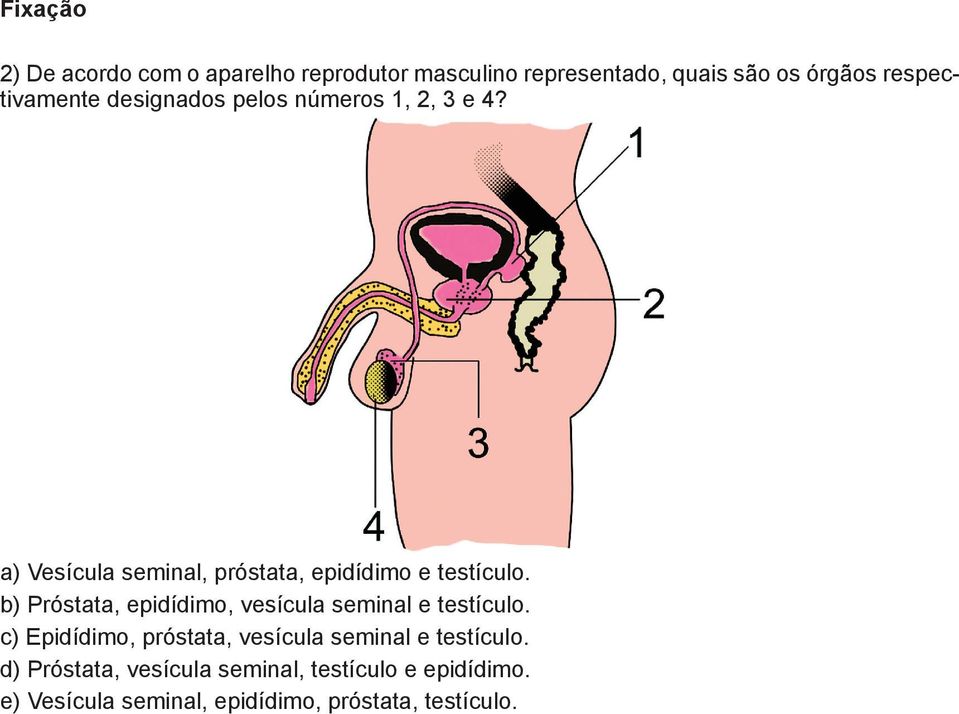 a a a b c d e a) Vesícula seminal, próstata, epidídimo e testículo.
