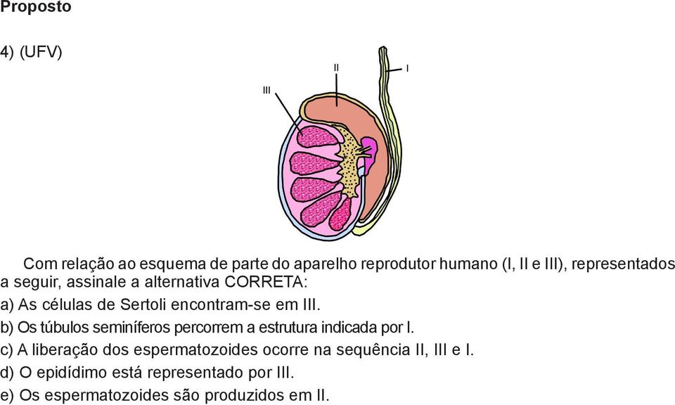 ) Os túbulos seminíferos percorrem a estrutura indicada por I.