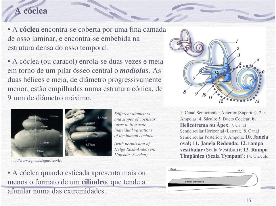 As duas hélices e meia, de diâmetro progressivamente menor, estão empilhadas numa estrutura cónica, de 9 mm de diâmetro máximo. http://www.egms.