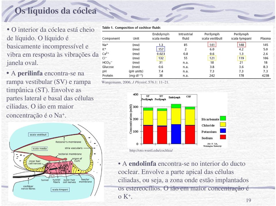 A perilinfa encontra-se na rampa vestibular (SV) e rampa timpânica (ST). Envolve as partes lateral e basal das células ciliadas.