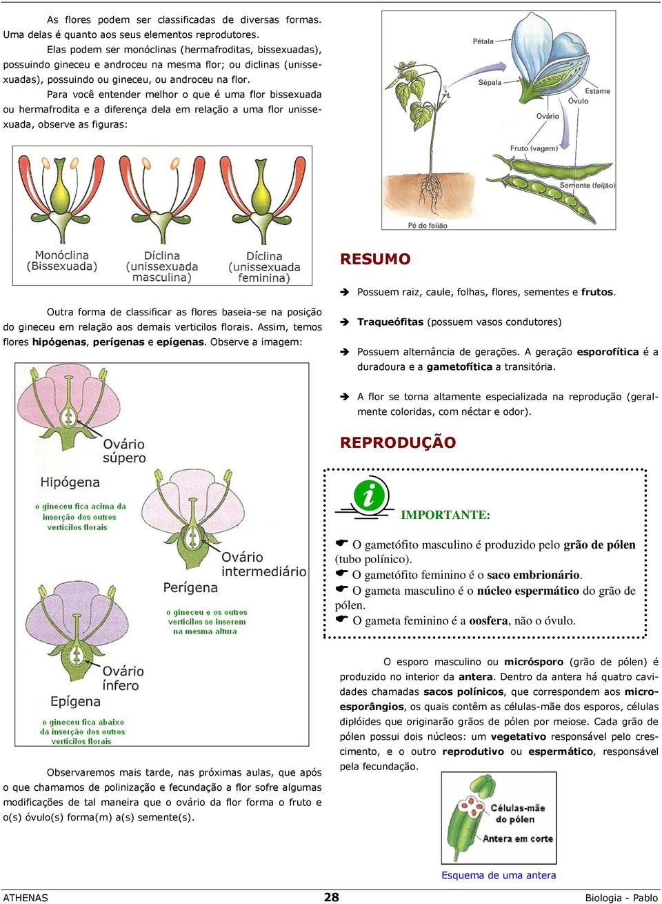 Para você entender melhor o que é uma flor bissexuada ou hermafrodita e a diferença dela em relação a uma flor unissexuada, observe as figuras: RESUMO Possuem raiz, caule, folhas, flores, sementes e