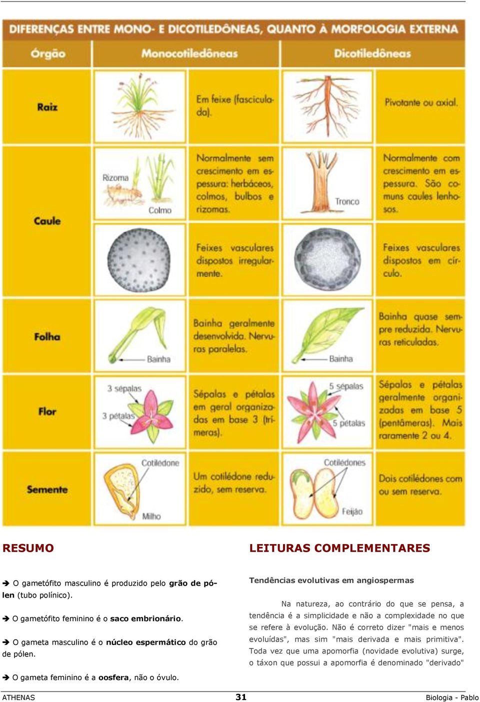 Tendências evolutivas em angiospermas Na natureza, ao contrário do que se pensa, a tendência é a simplicidade e não a complexidade no que se refere à evolução.