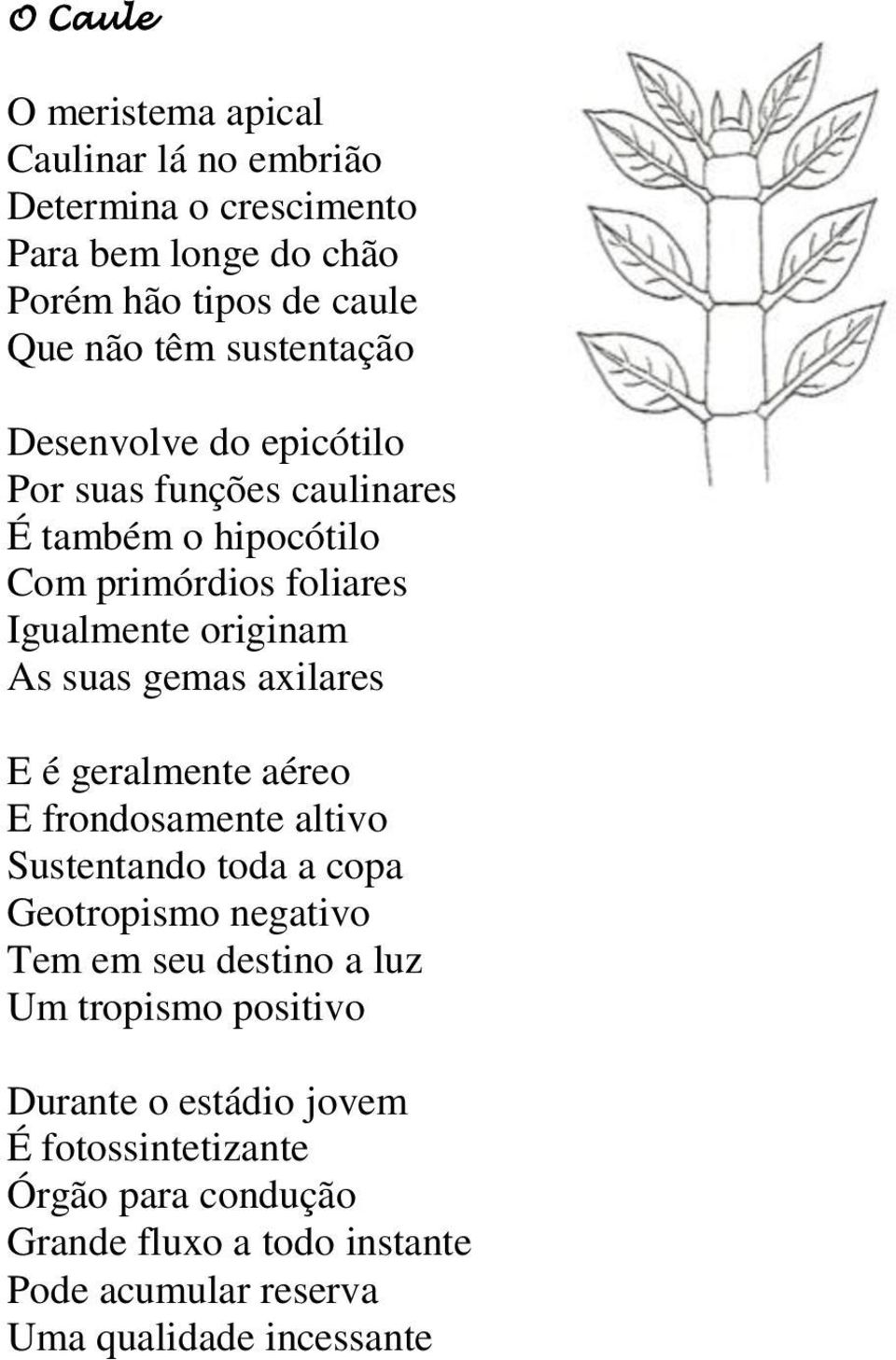 gemas axilares E é geralmente aéreo E frondosamente altivo Sustentando toda a copa Geotropismo negativo Tem em seu destino a luz Um tropismo