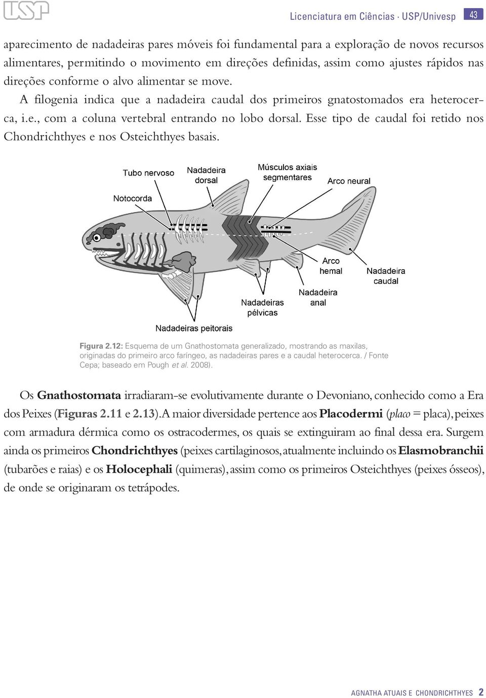 Esse tipo de caudal foi retido nos Chondrichthyes e nos Osteichthyes basais. Figura 2.