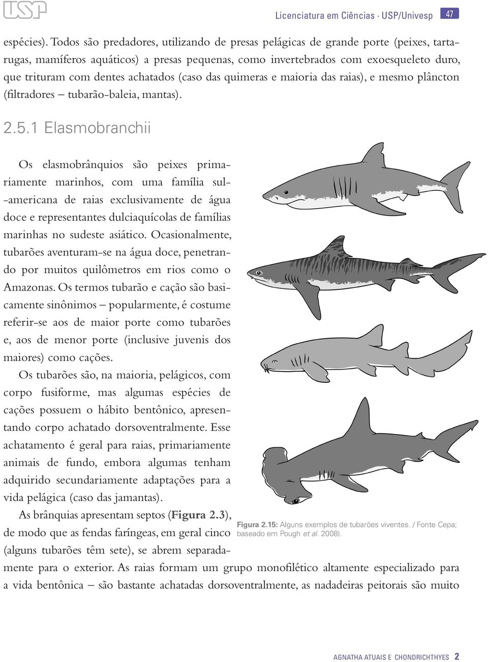 achatados (caso das quimeras e maioria das raias), e mesmo plâncton (filtradores tubarão-baleia, mantas). 2.5.1 Elasmobranchii Figura 2.15: Alguns exemplos de tubarões viventes.