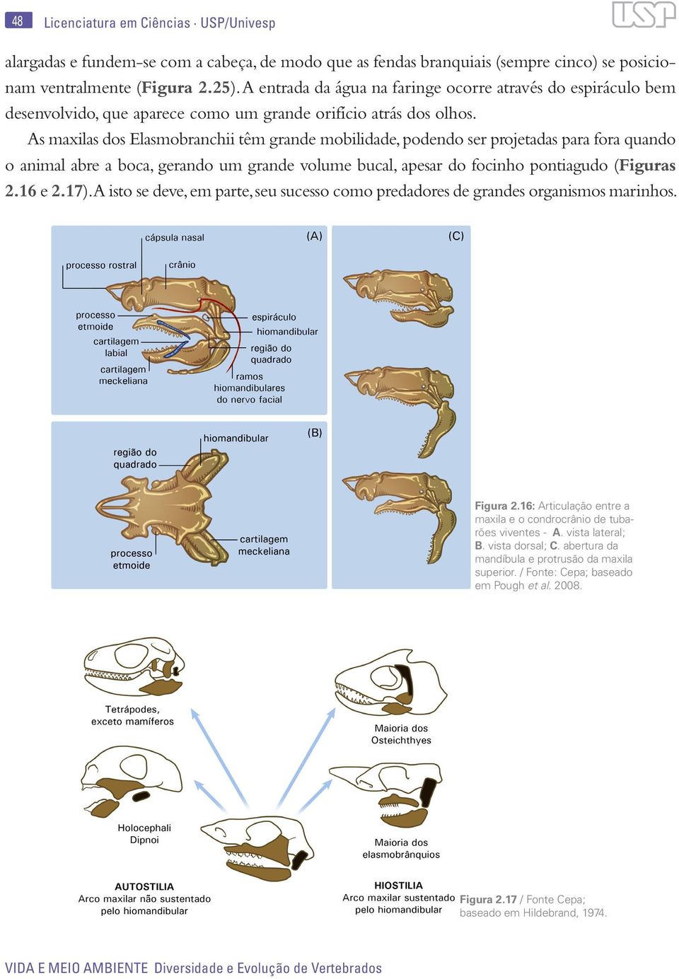 As maxilas dos Elasmobranchii têm grande mobilidade, podendo ser projetadas para fora quando o animal abre a boca, gerando um grande volume bucal, apesar do focinho pontiagudo (Figuras 2.16 e 2.17).