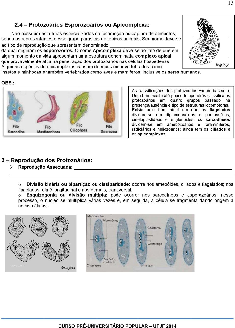 O nome Apicomplexa deve-se ao fato de que em algum momento da vida apresentam uma estrutura denominada complexo apical que provavelmente atua na penetração dos protozoários nas células hospedeiras.