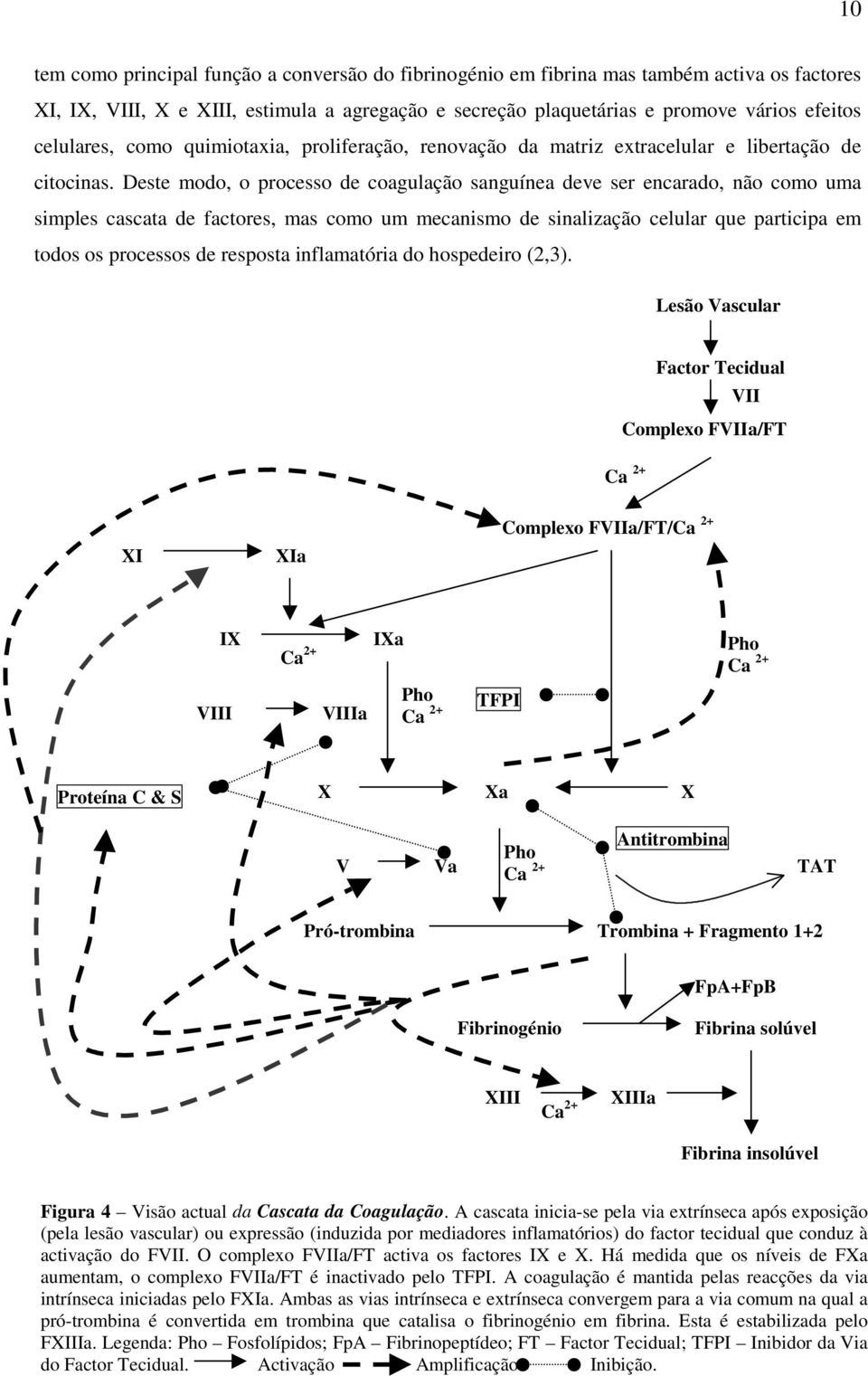 Deste modo, o processo de coagulação sanguínea deve ser encarado, não como uma simples cascata de factores, mas como um mecanismo de sinalização celular que participa em todos os processos de