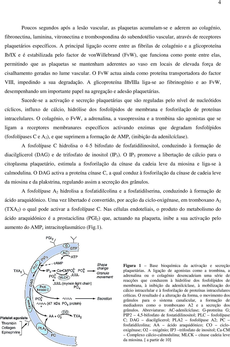 A principal ligação ocorre entre as fibrilas de colagénio e a glicoproteína Ib/IX e é estabilizada pelo factor de vonwillebrand (FvW), que funciona como ponte entre elas, permitindo que as plaquetas