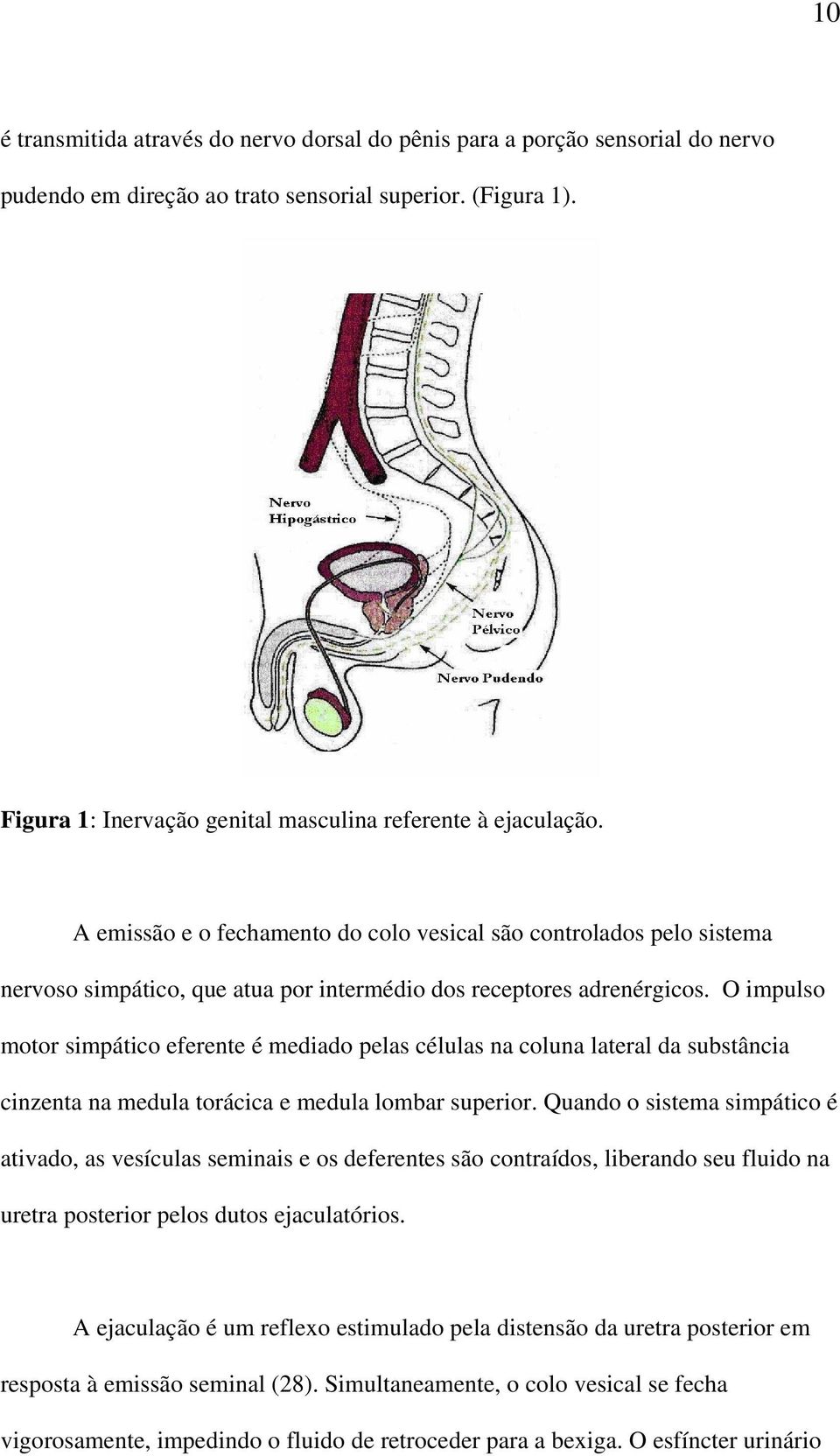 A emissão e o fechamento do colo vesical são controlados pelo sistema nervoso simpático, que atua por intermédio dos receptores adrenérgicos.