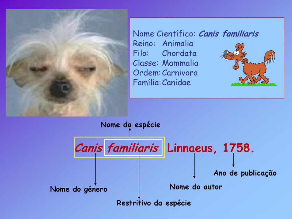 Canidae Nome da espécie Canis familiaris Linnaeus, 1758.