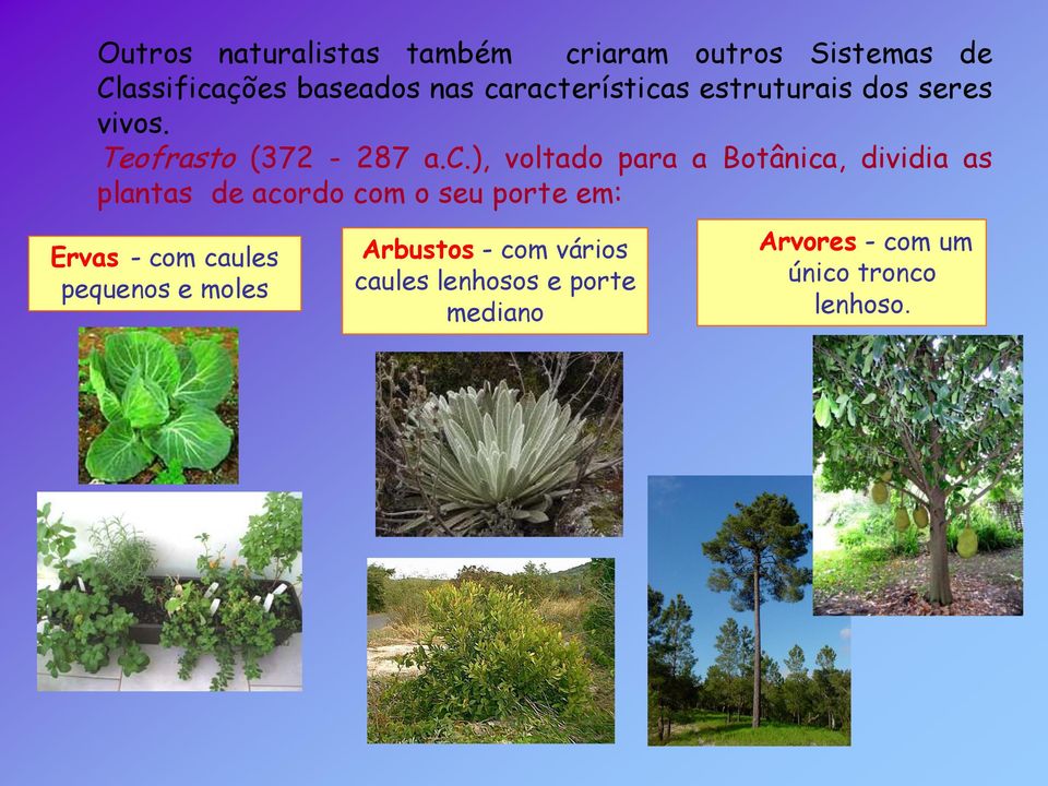 Botânica, dividia as plantas de acordo com o seu porte em: Ervas - com caules pequenos e