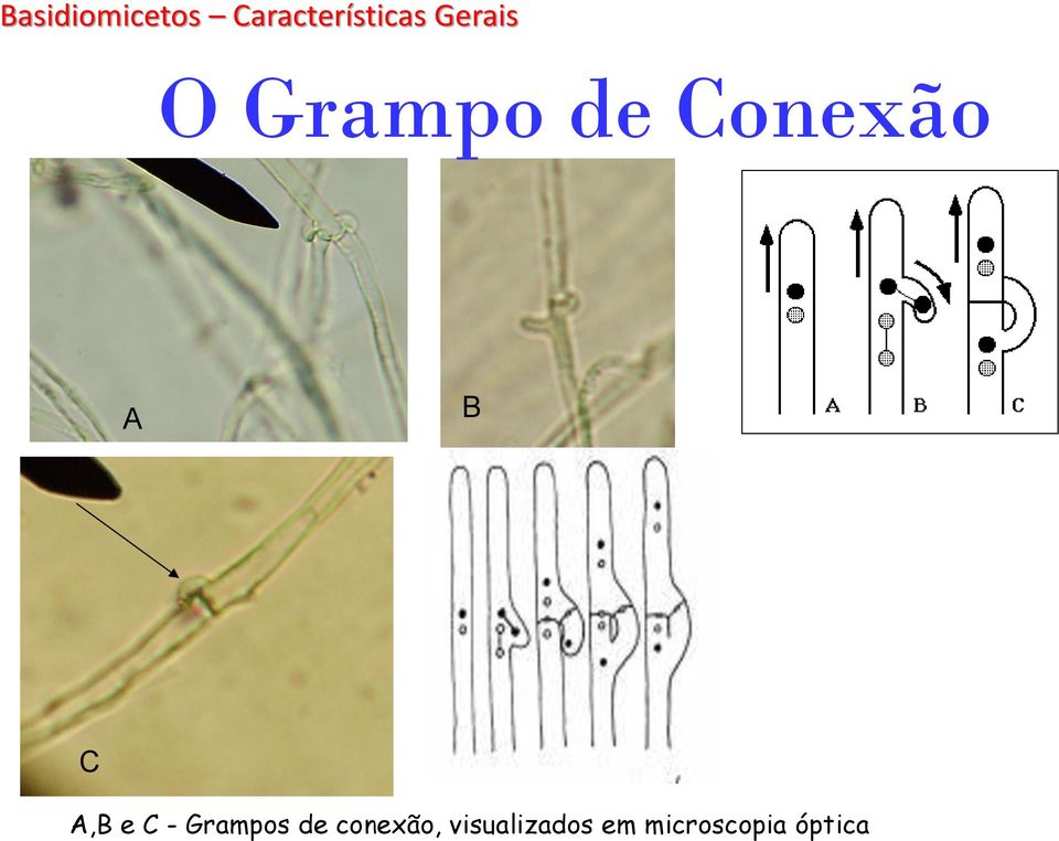 C A,B e C - Grampos de conexão,