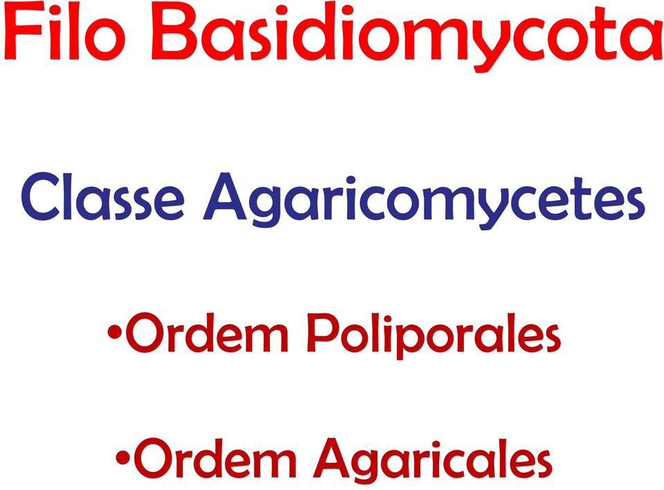 Agaricomycetes