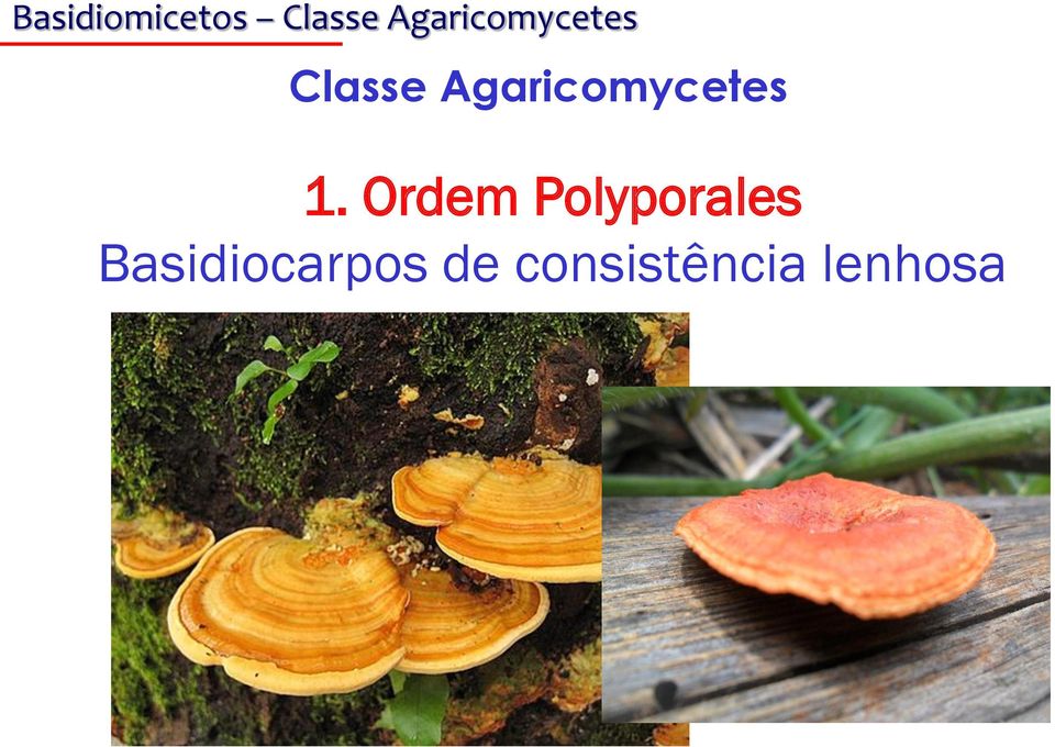 Agaricomycetes 1.