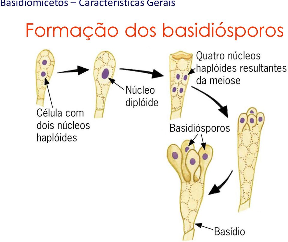 Gerais Formação