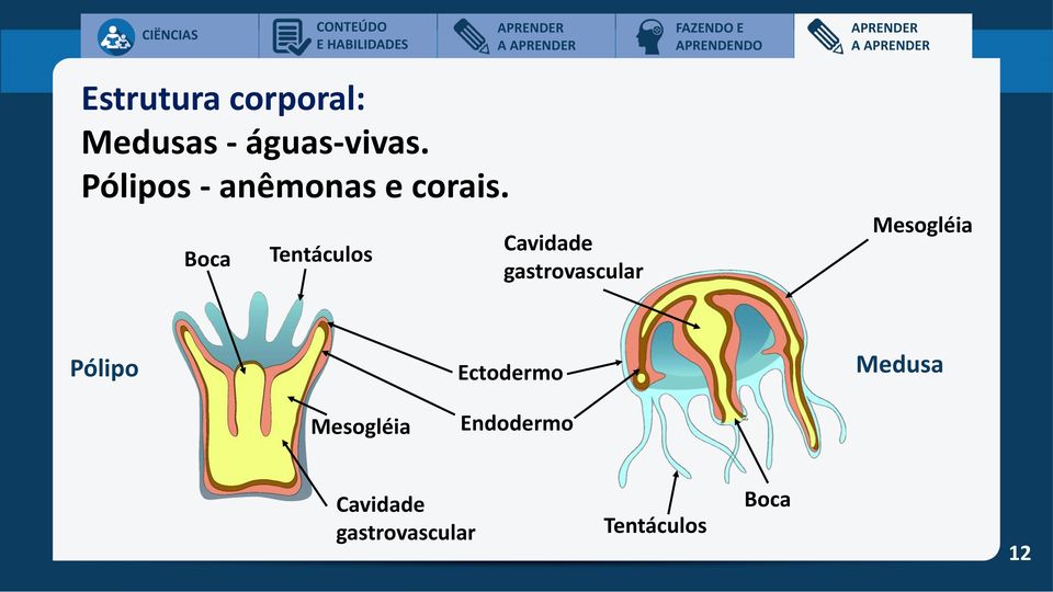 Boca Tentáculos Cavidade gastrovascular Mesogléia