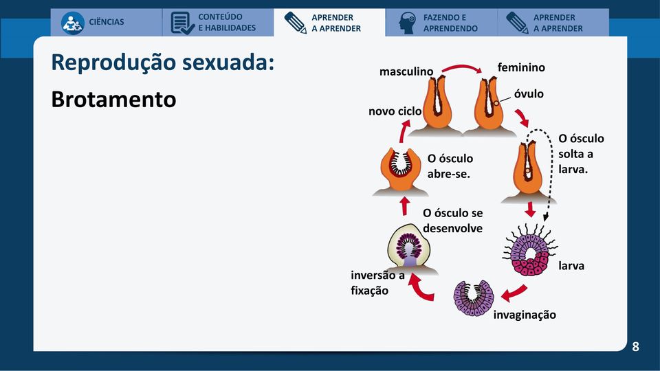 ósculo abre-se. O ósculo solta a larva.