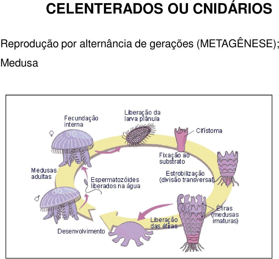 Medusa natante Reprodução Sexuada; Pólipo