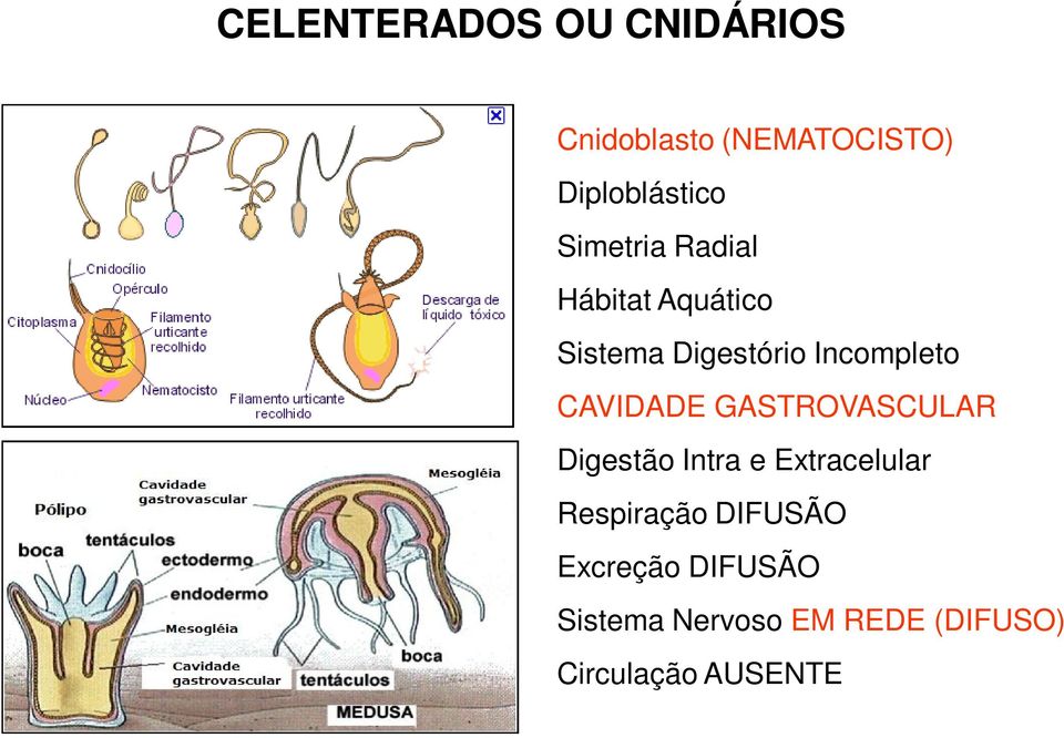 CAVIDADE GASTROVASCULAR Digestão Intra e Extracelular Respiração