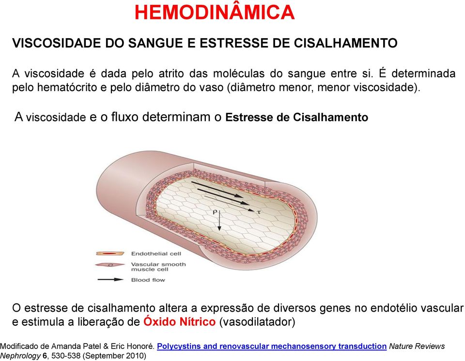 A viscosidade e o fluxo determinam o Estresse de Cisalhamento O estresse de cisalhamento altera a expressão de diversos genes no endotélio