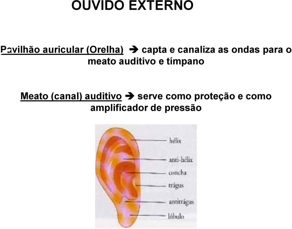 auditivo e tímpano Meato (canal) auditivo