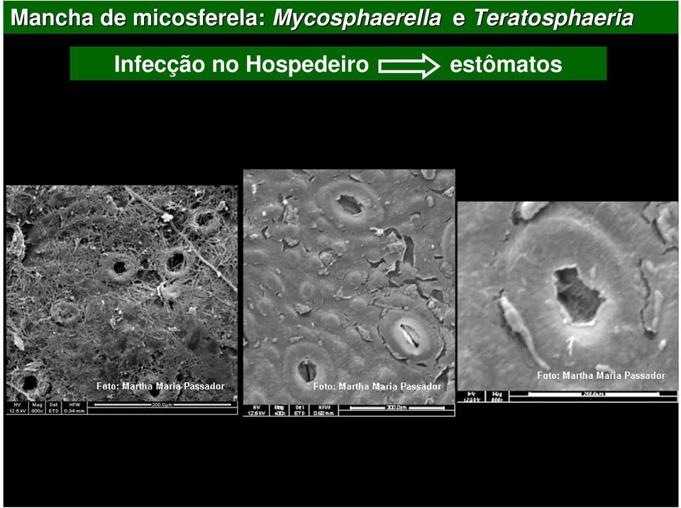 Mycosphaerella e
