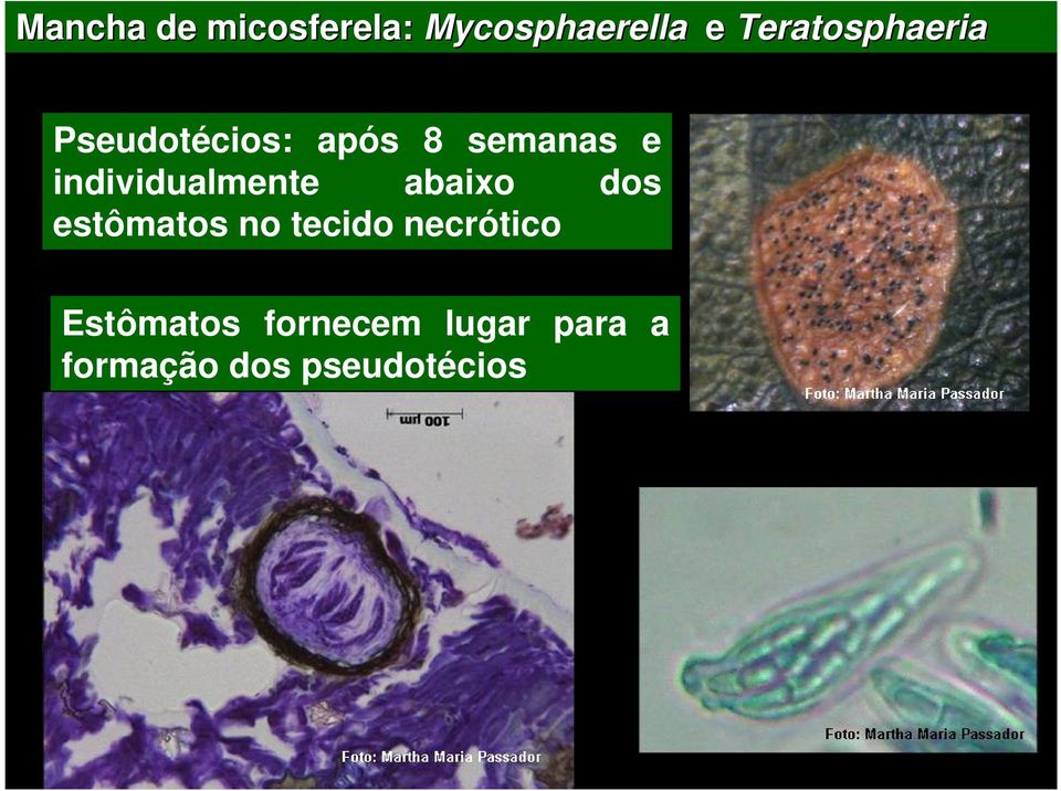 individualmente abaixo dos estômatos no tecido