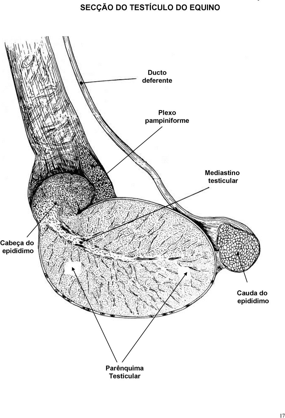 Mediastino testicular Cabeça do